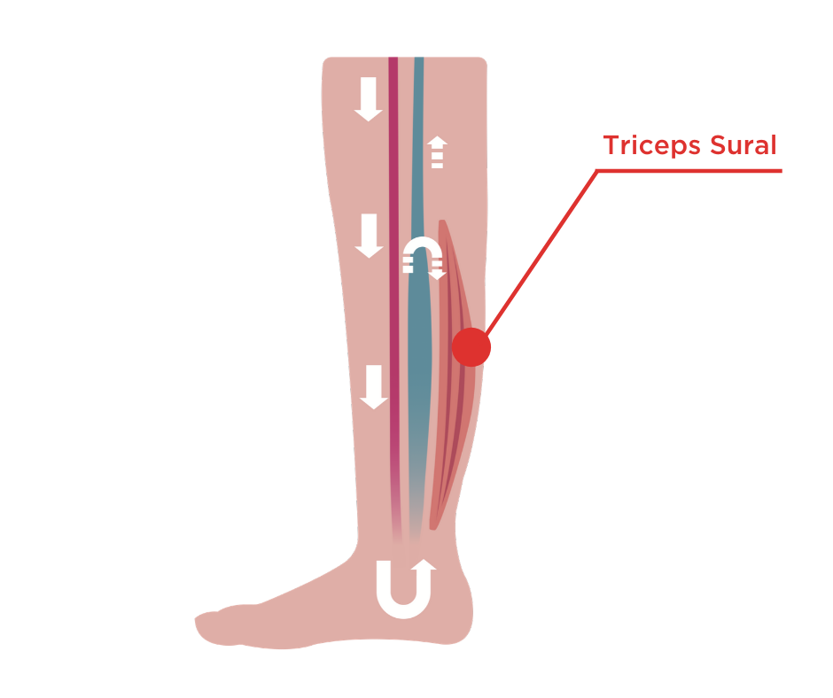 Explication du rôle du triceps sural